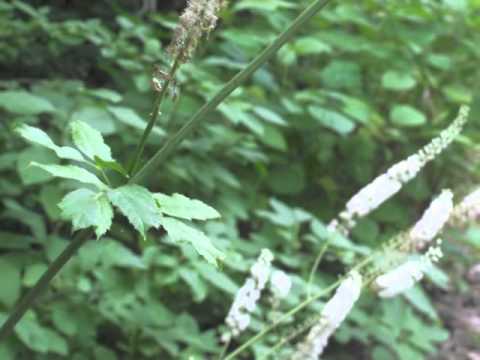 Plant portrait - Black cohosh (Actaea racemosa)