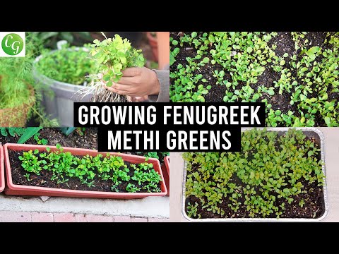 How to grow Fenugreek Greens (Methi) in your garden