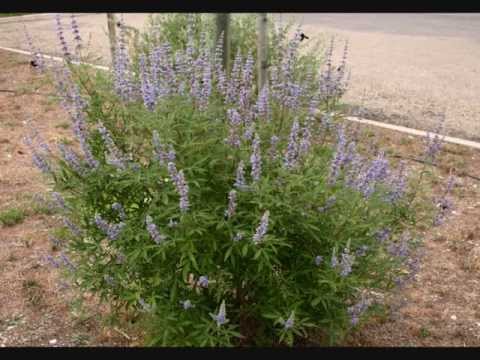 Vitex agnus-castus