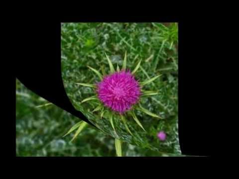 Silybum marianum