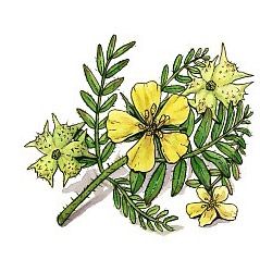 Tribulus-Terrestris-afrodiziakum