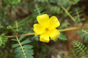 Kotvičník zemný, Tribulus terrestris rastlina