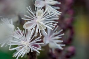 Black cohosh, Ploštičník strapcovitý - detail kvet