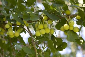 Ginko dvojlaločné - plody na strome