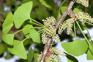 Ginko dvojlaločné - samčie kvety