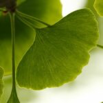 Ginkgo biloba Ginko dvojlaločné - tajomné afrodiziakum ešte z čias dinosaurov