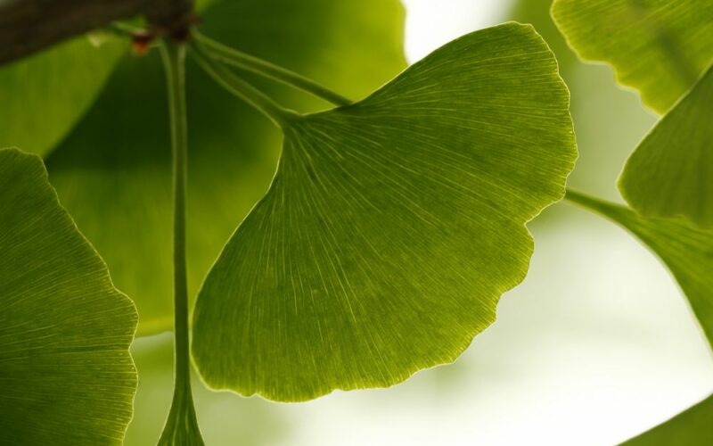 Ginkgo biloba