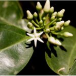 Muira Puama Ptychopetalum olacoides - exotické brazílske afrodiziakum