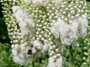 Ploštičník strapcovitý Black Cohosh