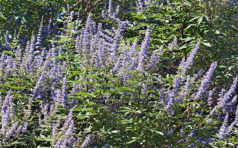 Vitex jahňací