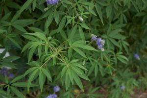 Porast Vitex agnus castus