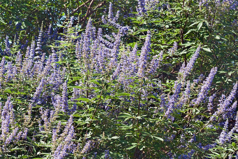 Vitex jahňací rastlina