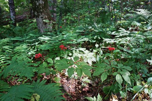 Žensen Panax ginseng - prirodzené prostredie, výskyt