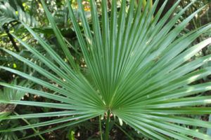 Serenoa plazivá - zakrslá palma