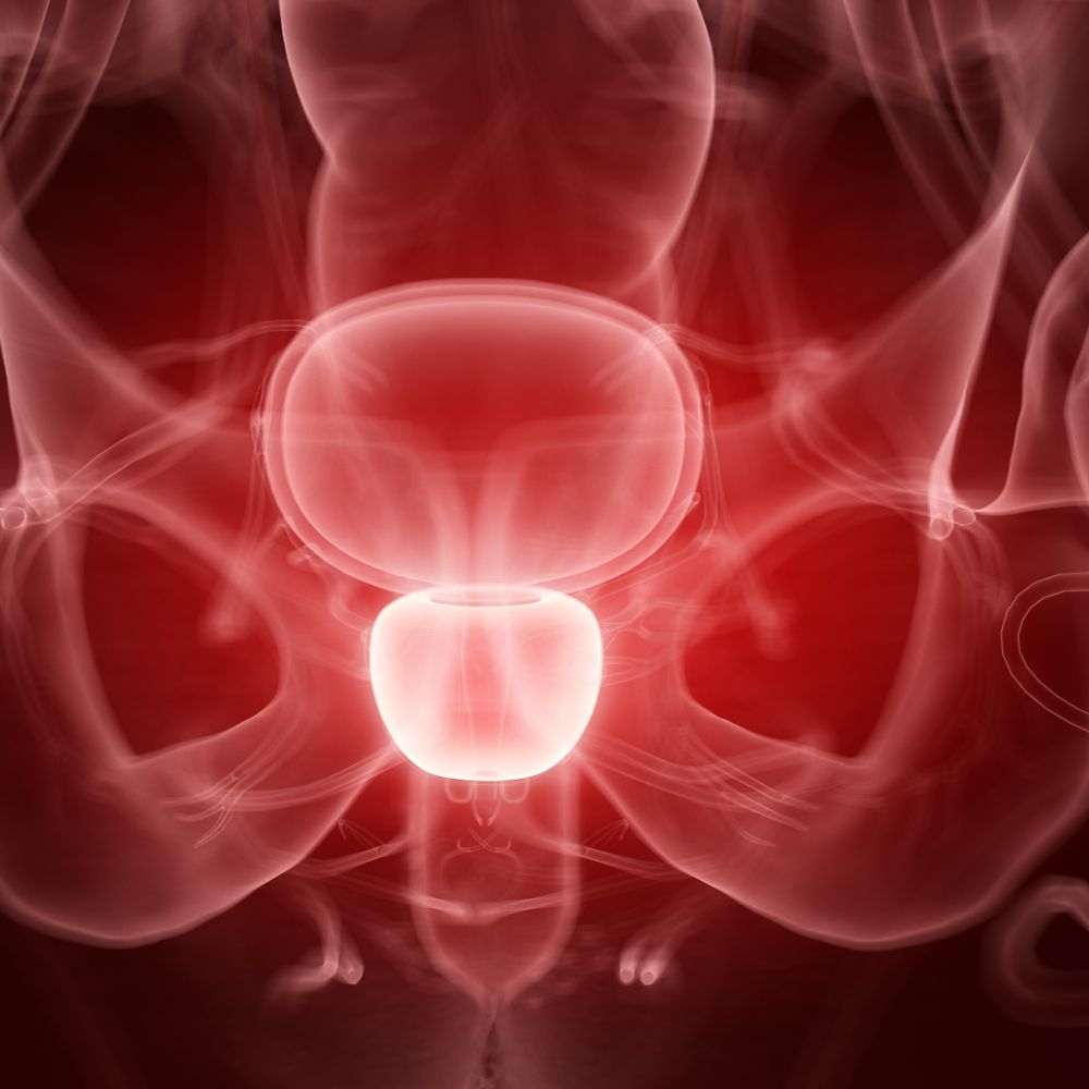 Prostata 3D zobrazenie ľudské telo