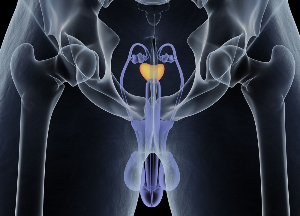 Prostata, mužský reprodukčný a močový systém - anatomický 3D model