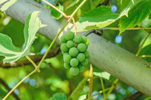 Vinič hroznorodý - listy, plody