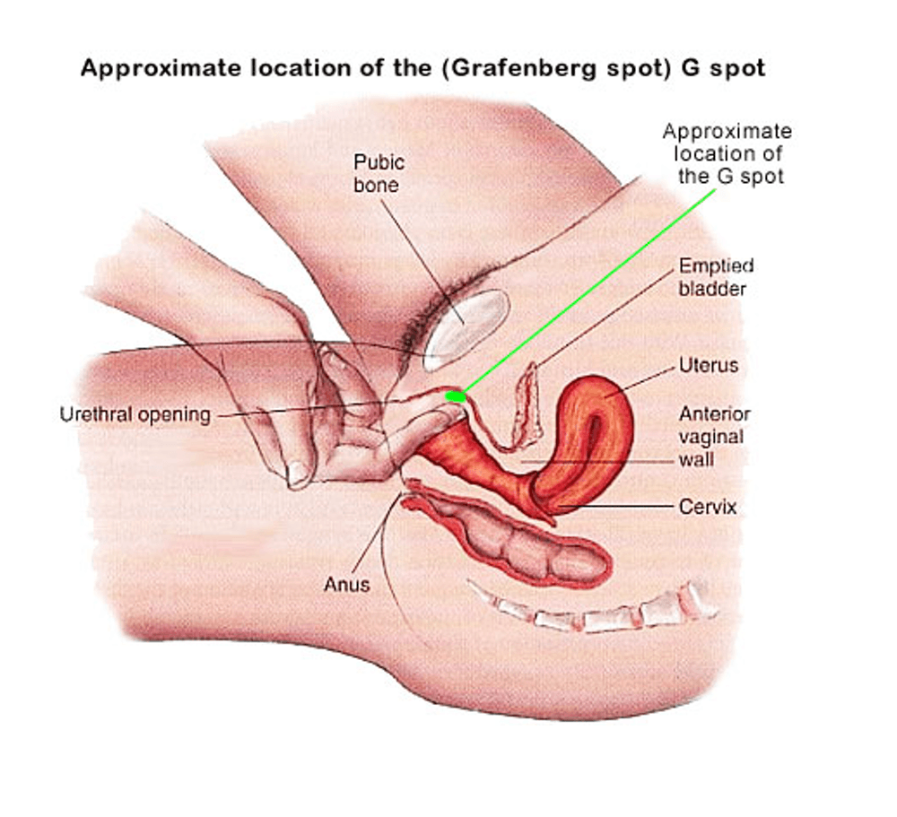 Ženská ejakulácia dráždením bodu G, ako na to, obrázok