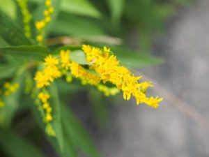 Bylinky na močové cesty: Zlatobyľ obyčajná, rastlina, kvet