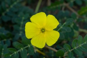 Tribulus terrestris - kotvičník zemný, kvet