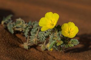 Tribulus terrestris - kotvičník zemný, rastlina, kvet, detail