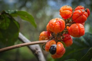 Guarana - Paulínia nápojová