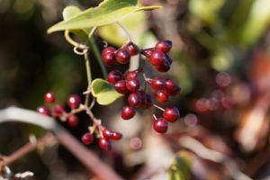 Smilax aspera - smilax drsný, sarsaparilla, rastlina, plody