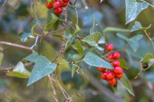 Smilax lekársky - Sarsaparilla, plody, listy