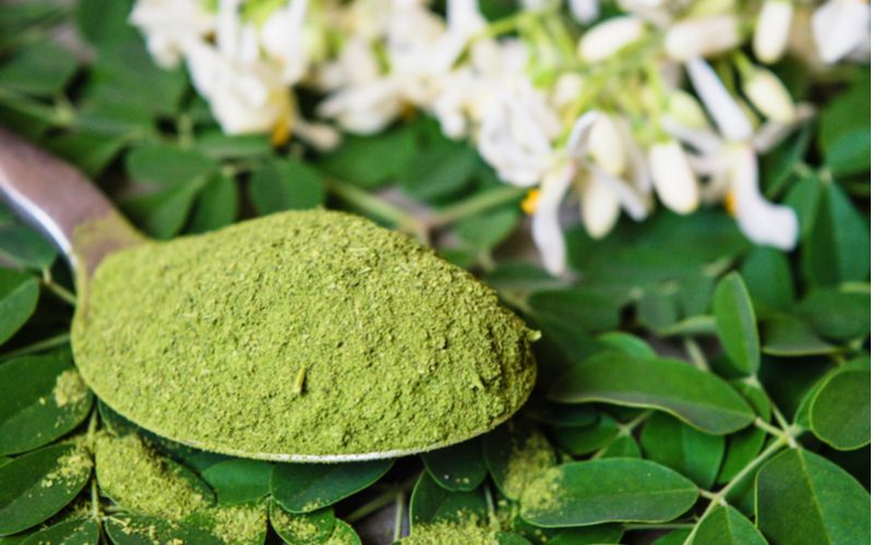 Moringa olejodárna - liečivá rastlina, prášok z čerstvých listov, kvety a listy