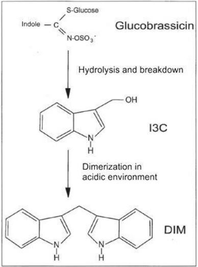 Katabolizmus glukobrassicínu na I3C a DIM